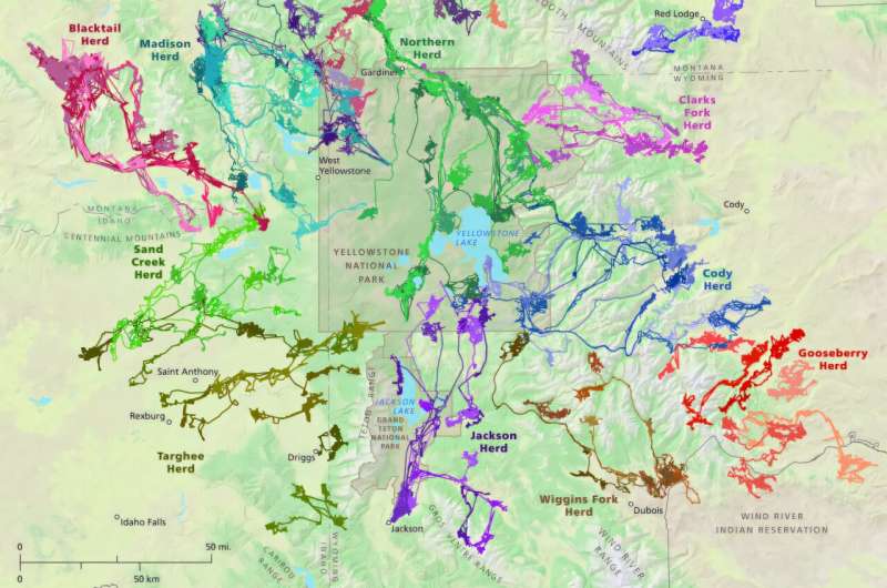 The approximate migration routes of 15 different elk herds that live in and around Yellowstone National Park. This study focused on wolves that track the Cody Herd (dark blue line) on the southeast side of the park. Credit: Courtesy of Arthur Middleton Pups in tow, Yellowstone-area wolves trek long distances to stay near prey