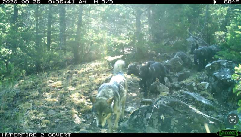 An adult wolf leads four older pups from a den site to a rendezvous site. Credit: Wyoming Game & Fish Department Pups in tow, Yellowstone-area wolves trek long distances to stay near prey