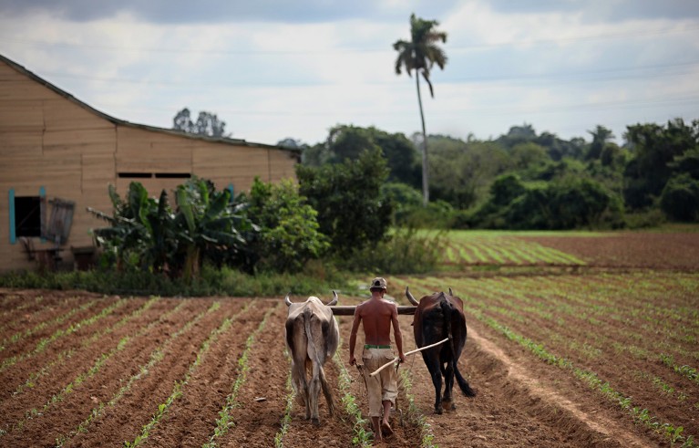 A Cuban farmer photographed from the back tends to his newly-planted tobacco field with an oxen-drawn plough.