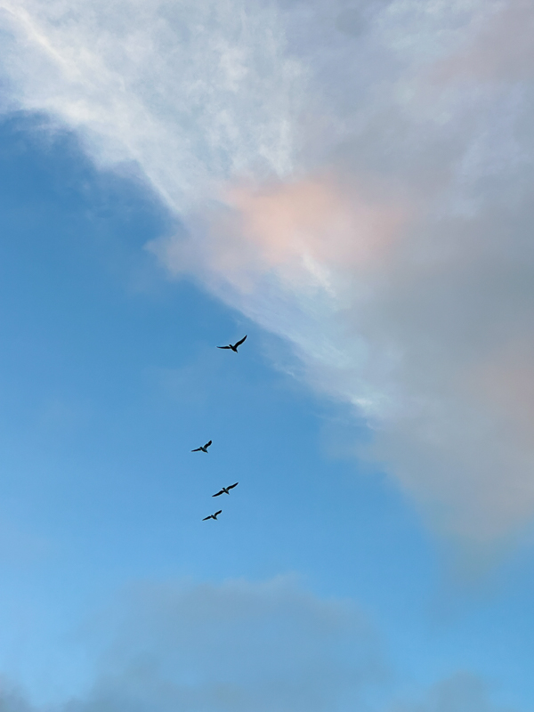 My Everyday Life Week 43 of 2025- Tracy Benjamin of Shutterbean.com