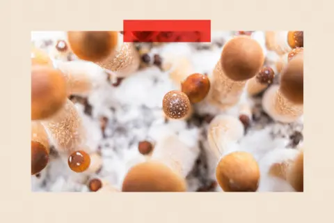 Close up view from above of mushrooms