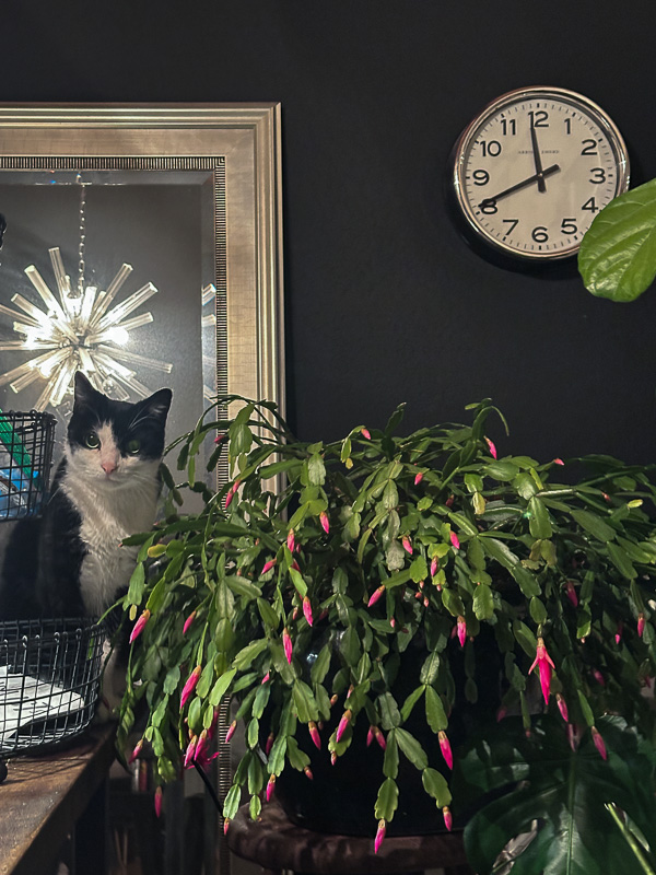 My Everyday Life Week 04 of 2026- Tracy Benjamin of Shutterbean.com